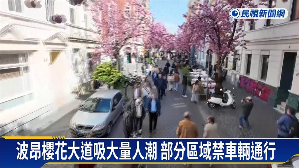 德國波昂300棵櫻花開盛！　「粉紅浪漫」延續兩週