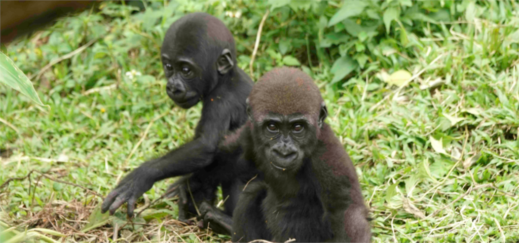 快新聞／台北市木柵動物園將滿107歲！ 超萌「企鵝寶寶」破蛋而出