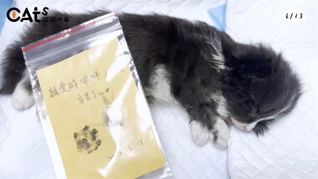 不願接受真相!貓媽咪接連痛失愛子 狂舔孩子遺體試圖喚醒引淚崩