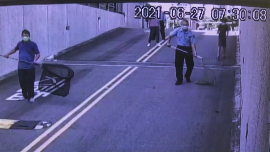 山羌誤闖苗縣府 遭野狗追逐摔落車道