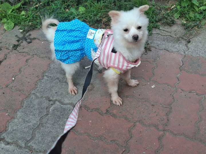 米可白639字怒斥苗栗虐犬案！痛批「割聲帶竟不算虐待」：制度破洞