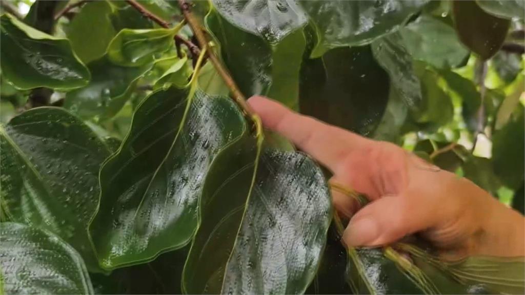 氣候異常衝擊! 苗栗牛心柿滿地落果農民欲哭無淚