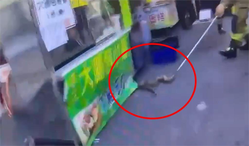 男逛街突遭「1公尺巨蟒」勒頸⋯後腦重摔爆血!專家:恐是「這動作」成攻擊主因