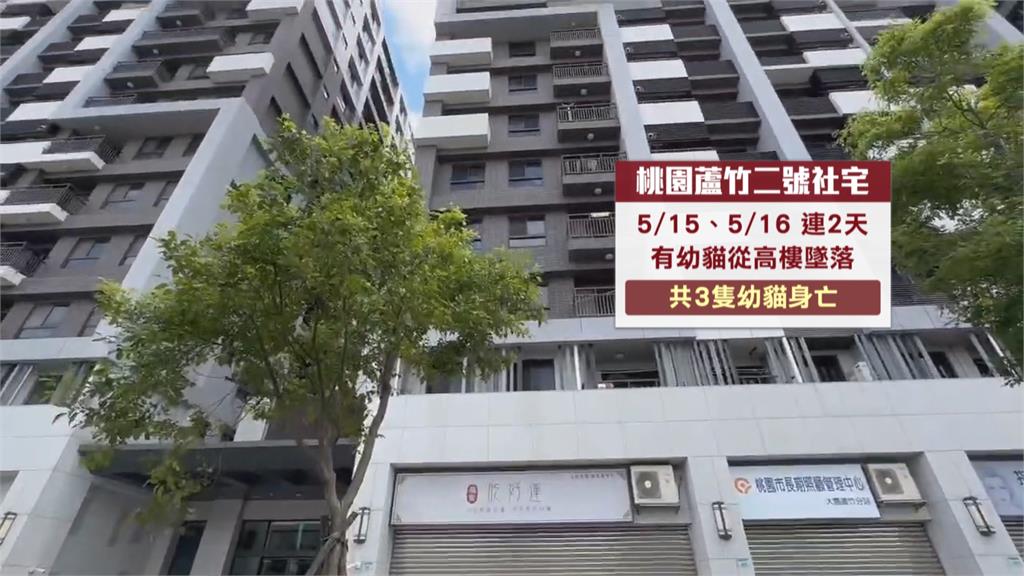 遭強制搬離 蘆竹社宅2天3幼貓墜樓身亡 租戶出國疏於照護導致