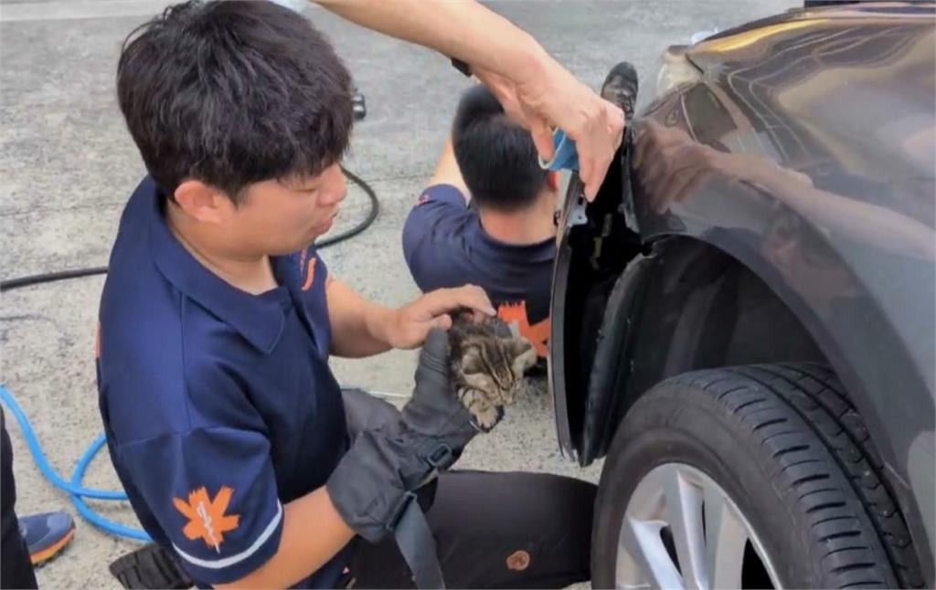 營救貓咪! 　車主聞喵聲直奔消防隊　保險桿內救奶貓