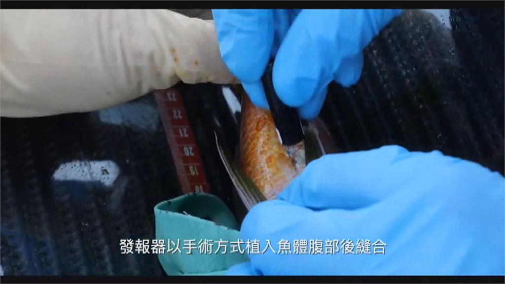 魚體首次植入發報器　台東富山護漁區追蹤魚生態