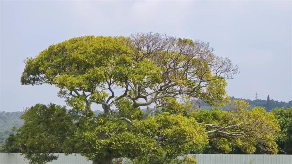 超萌龍貓土地公廟危機！ 大樹葉枯黃白蟻蝕樹幹