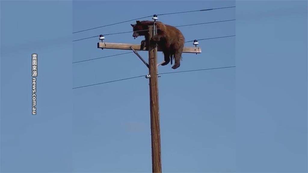 驚!美國黑熊受困電桿頂端 獲救前不幸觸電亡