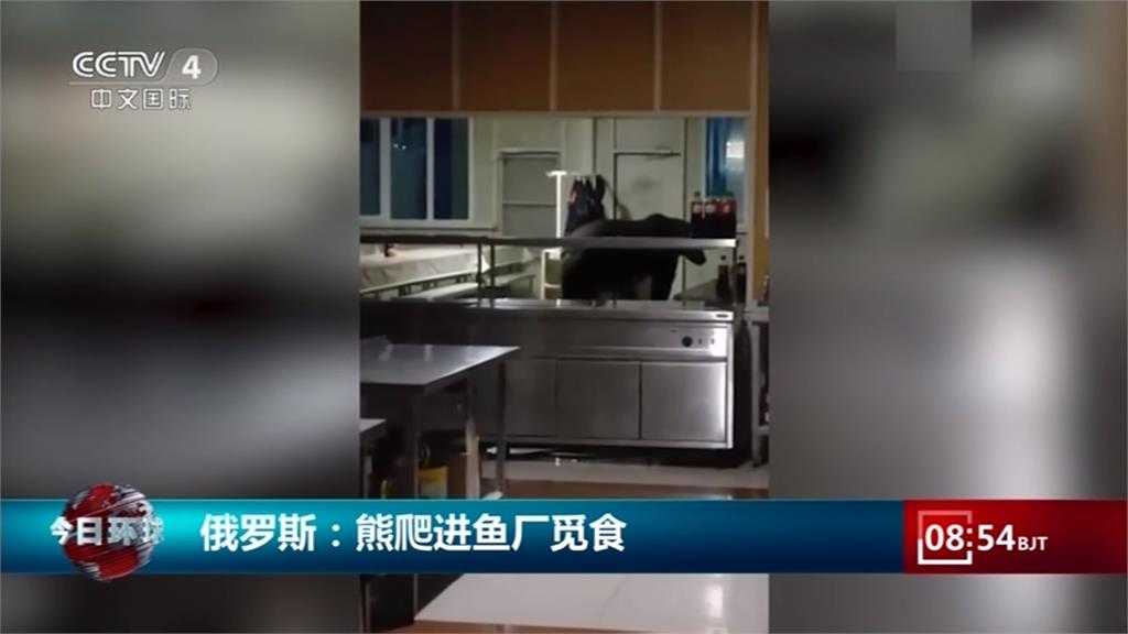 澳洲大白鯊出沒咬漁船　俄羅斯大熊到魚工廠「覓食」