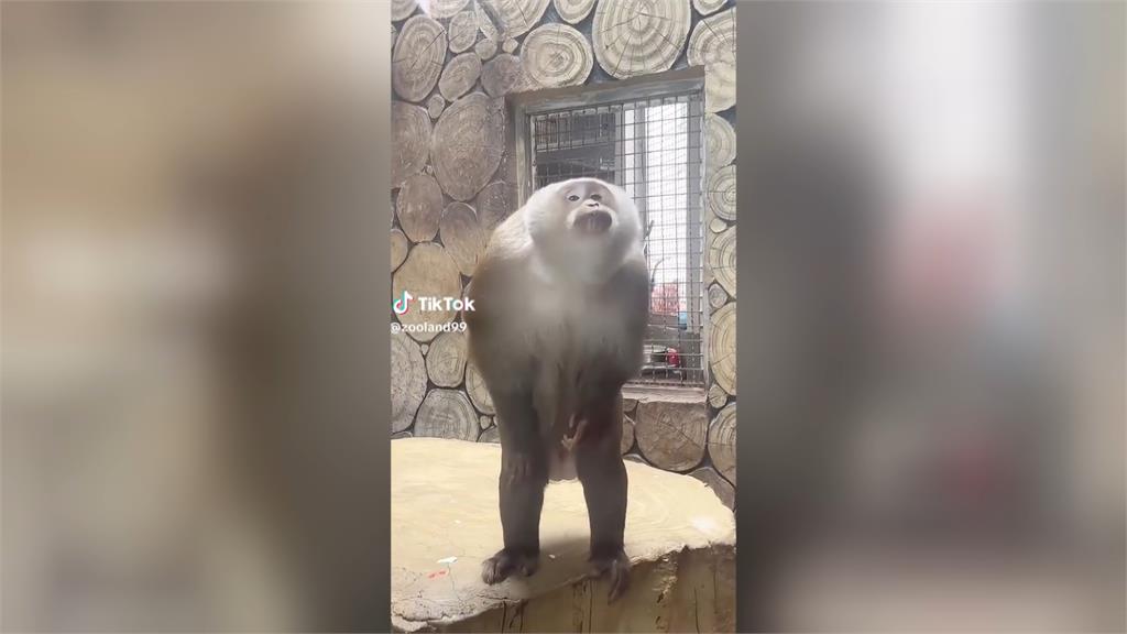 瞇眼噘嘴、擺pose樣樣行! 中國貴州動物園豚尾猴爆紅