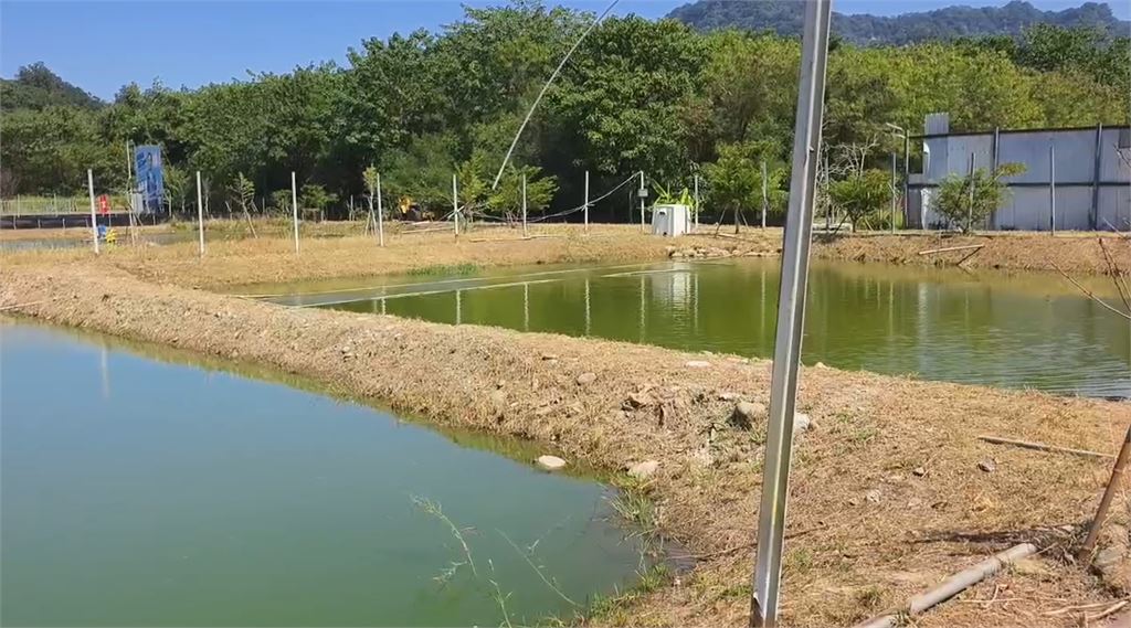 暴雨潰堤「因禍得福」？　苗栗大閘蟹驚「7兩巨無霸」