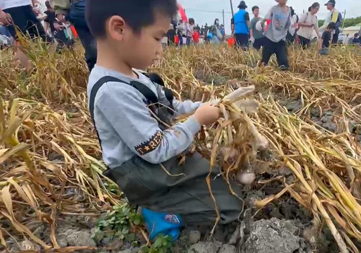 全國最大蒜頭產地在雲林 逾300人田間採蒜好樂