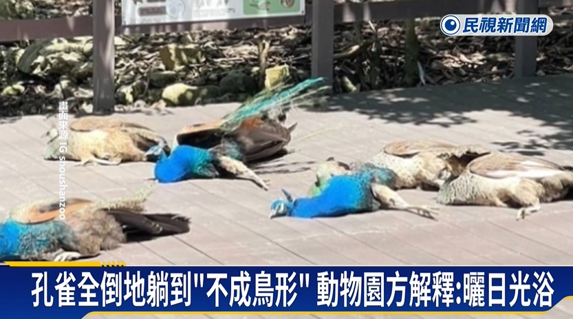 嚇到吃手手！遊客驚見動物園30隻孔雀「全掛了」真相…太chill了