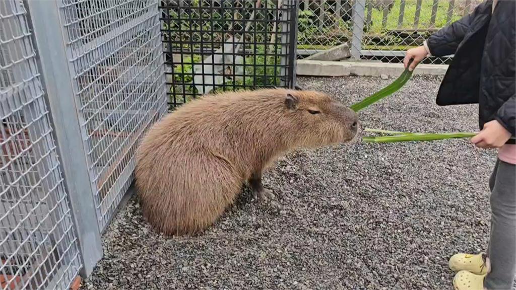 王男投藥毒害動物　張美阿嬤農場臉書嗆：兒子是巨嬰