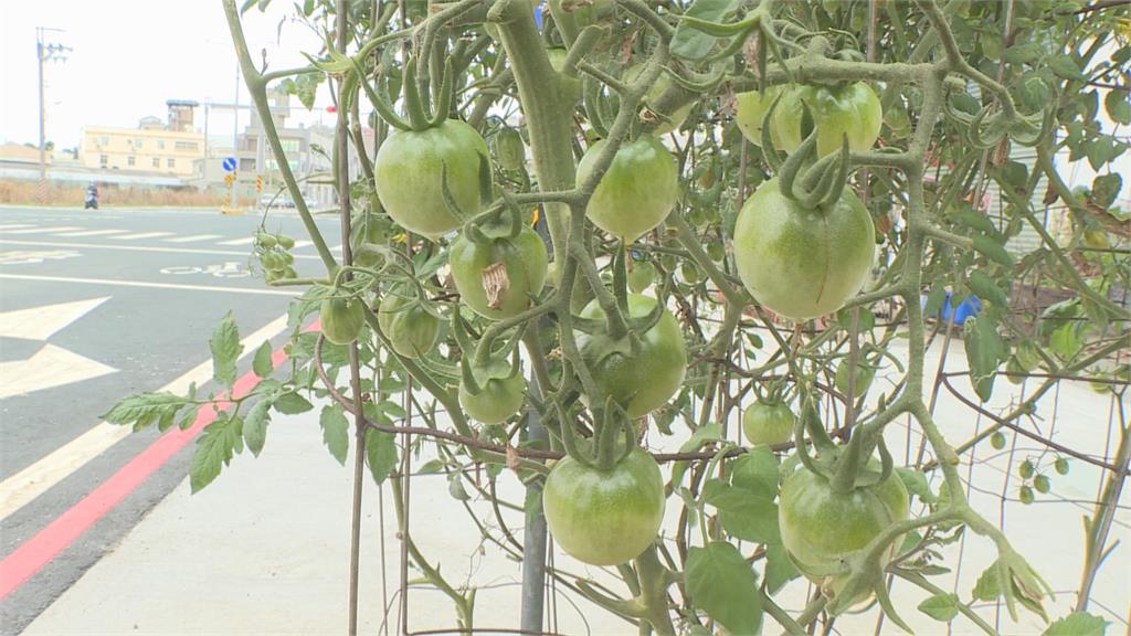 台南人行道綠化帶驚見「開心農場」　民眾笑翻：很有趣