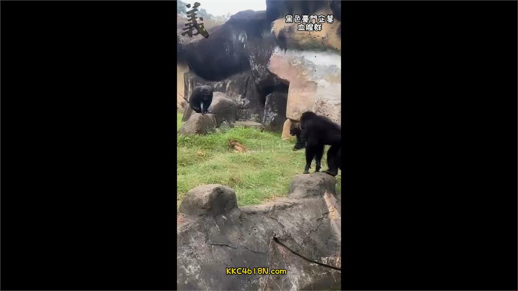 快新聞／白鼻心誤闖木柵動物園展區　遭猩猩圍毆致死「遊客嚇壞」