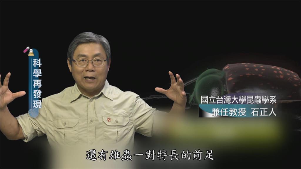 台灣最大的金龜子！鐵甲戰士長臂金龜