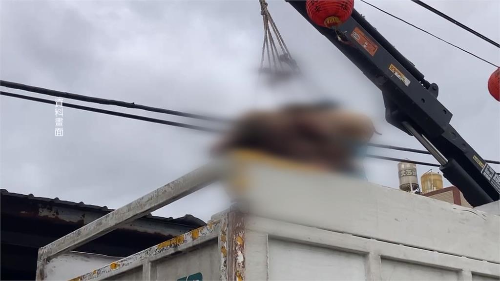 台中非洲豬瘟案起訴　87歲豬農父喊冤：要把我關到死嗎？