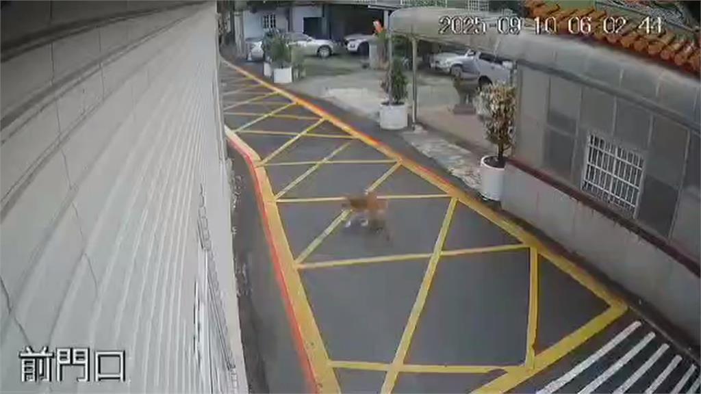 減速後又踩油門！失明老狗遭車輛輾過　飼主：駕駛怎麼可能沒感覺