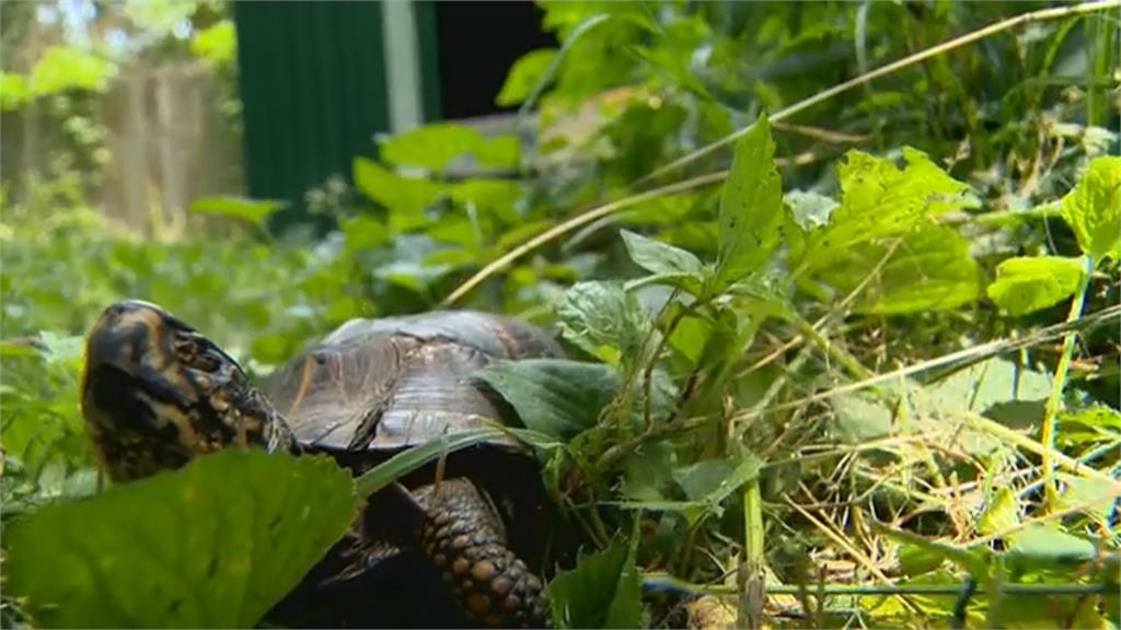 飼養箱龜不容易! 專家:勿將野生箱龜撿回家當寵物