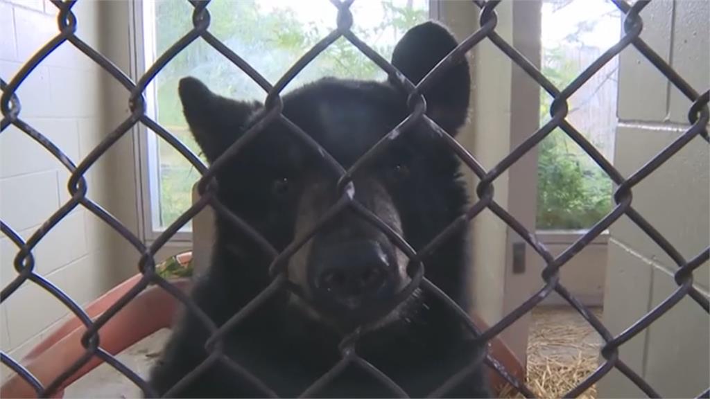 美國公園有熊出沒! 落單小熊被動物園收養逃過死劫