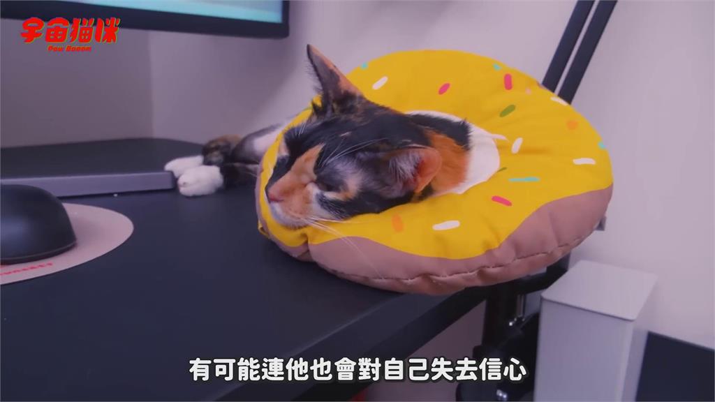 喵星人「頻繁做一動作」竟變禿毛貓 飼主親揭治療過程:一度失去信心