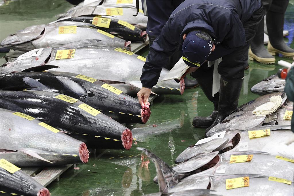 日本今年漁獲大豐收　捕獲220公斤巨無霸黑鮪