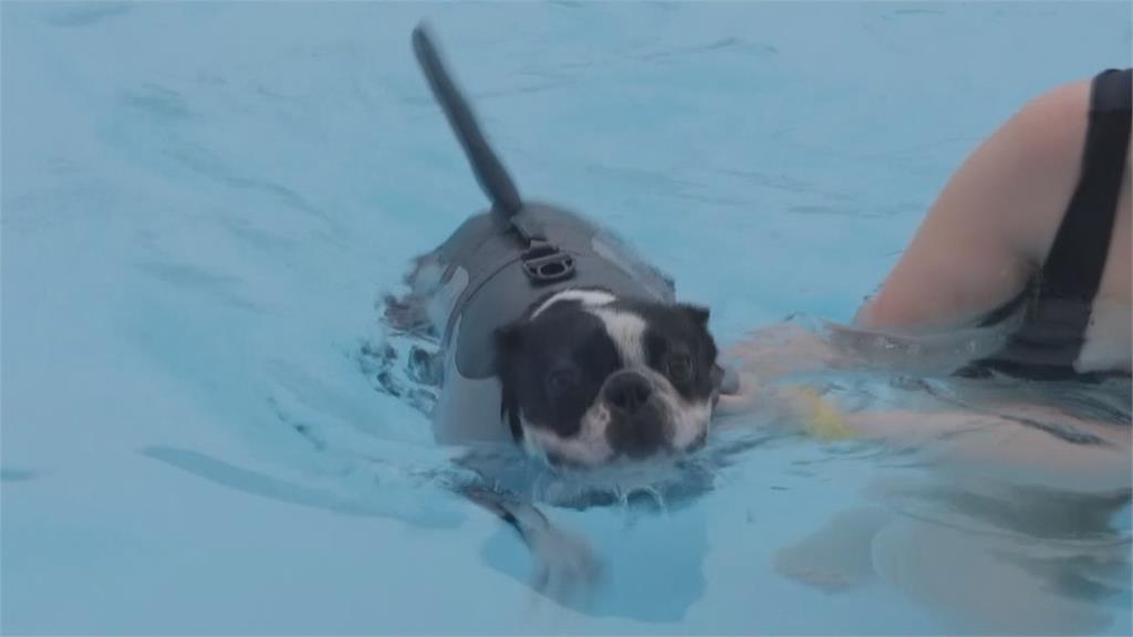 詮釋標準「狗爬式」　英國泳池首度舉辦狗狗游泳課