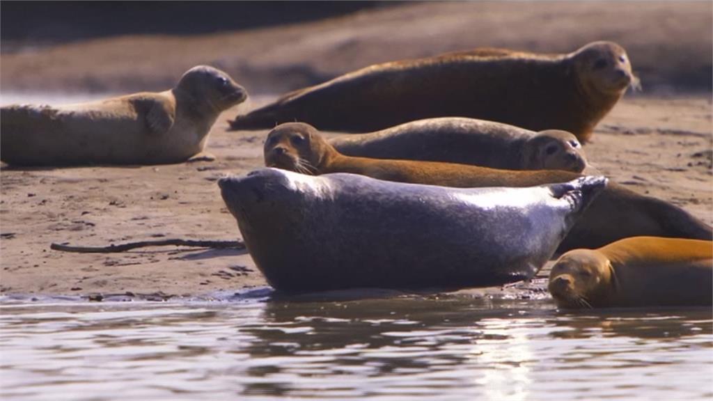英國泰晤士河污染大減整治有成！吸引海豹回歸棲息