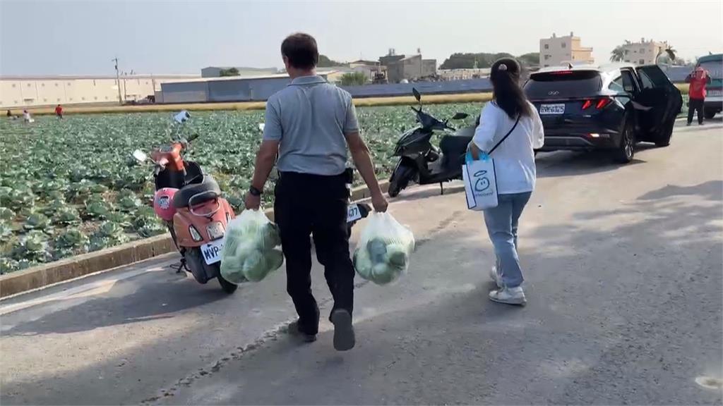 「鳳凰颱風」飛來了! 高麗菜開放10元自採民眾趁機囤菜