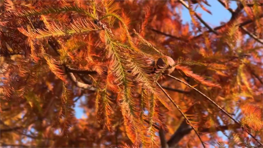 苗栗落羽松秘境 公館與通霄緋紅連線