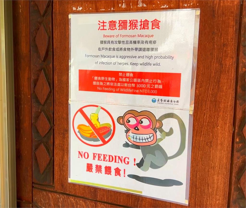 超派!太魯閣天祥傳獼猴闖車內搶食 太管處:勿餵食車門鎖好