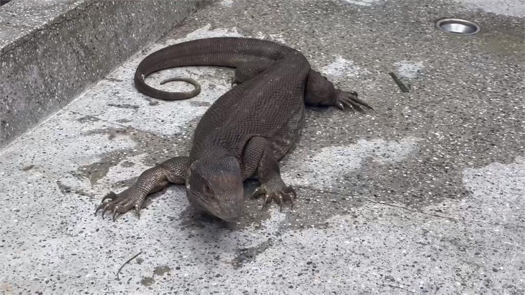 彰化民眾街頭拾獲「哥吉拉」　飼主仍未領回！開放認養搶手