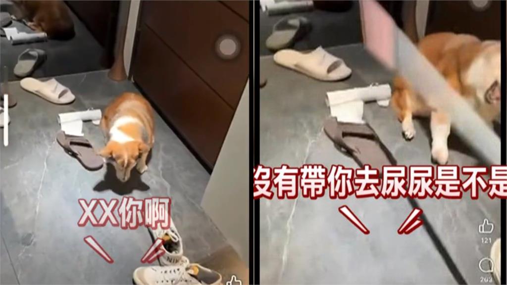 手搖飲老闆涉虐15歲失智柯基掀爭議!律師聲明曝光…網怒了:到底在供X小