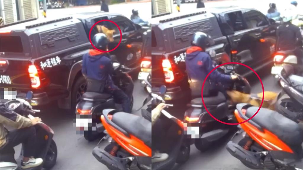 不是比特犬的錯?寵物訓練師揭「咬人真相」…他嘆:這1點才是關鍵