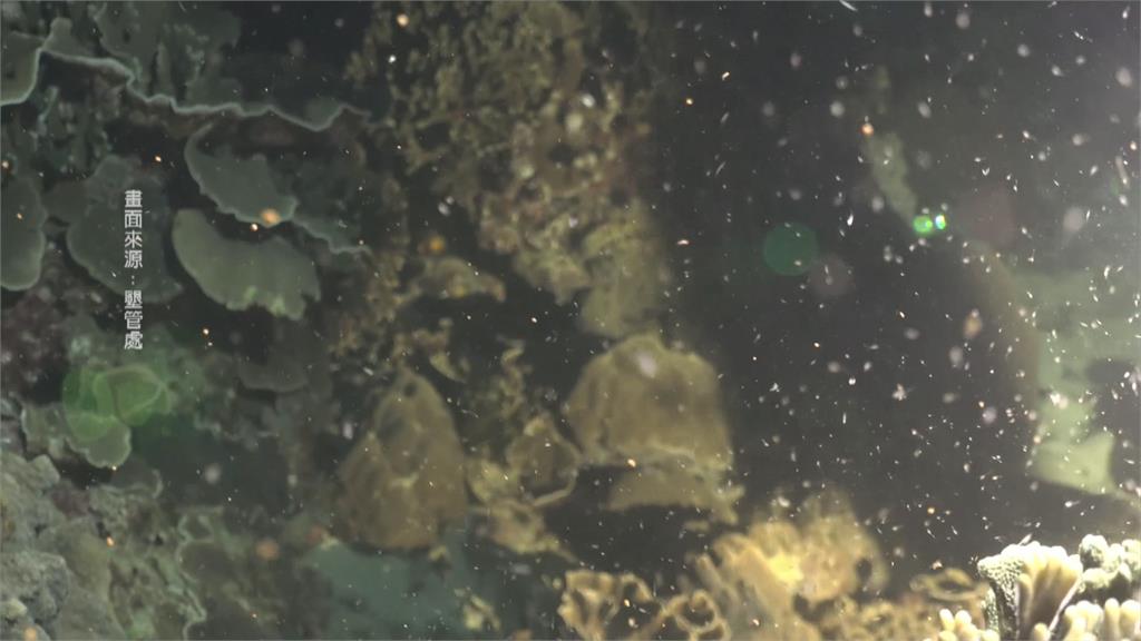 「珊瑚產卵」直播揭密！　潛水團隊攜光纖海底攝影