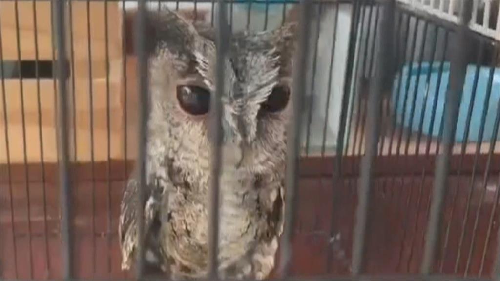 動物煉獄！領角鴞、台灣獼猴遭關籠拴鍊飼養　男涉私養保育類遭逮
