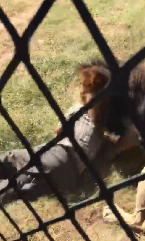 南非獅子突抓狂「72歲保育員」遭咬拖行！遊客嚇傻驚悚30秒影片曝