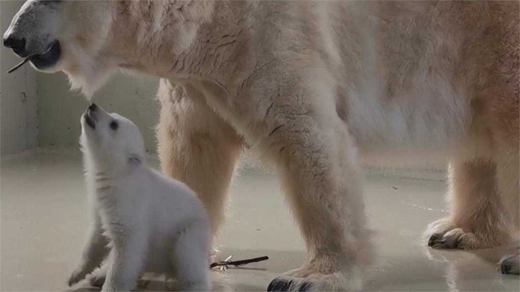 20年來首度繁衍成功 德國漢堡動物園喜迎北極熊寶寶