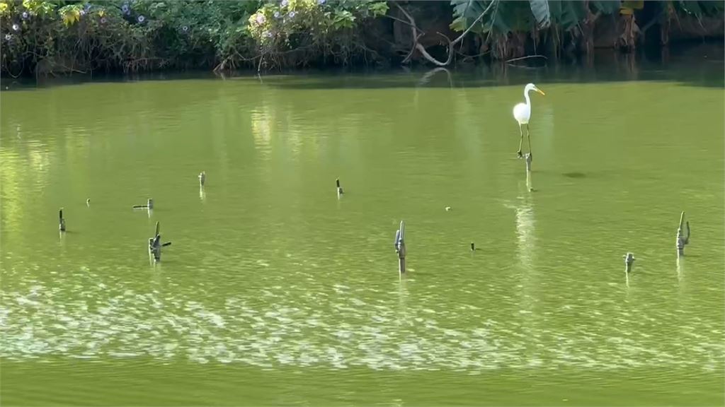 新竹麗池公園「池水綠油油」飄異味　民眾批：太離譜、沒人維護