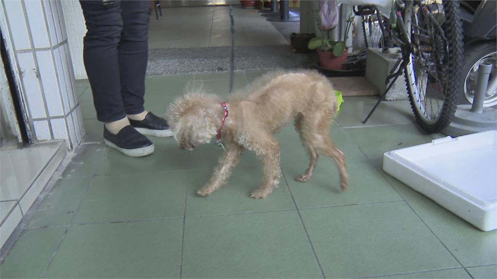 紅貴賓門口曬太陽失蹤　動保處當流浪犬抓走！