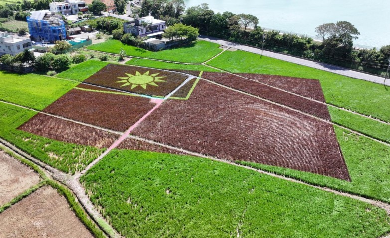 全國最大「彩稻國旗」在桃園！　空拍視角超壯觀
