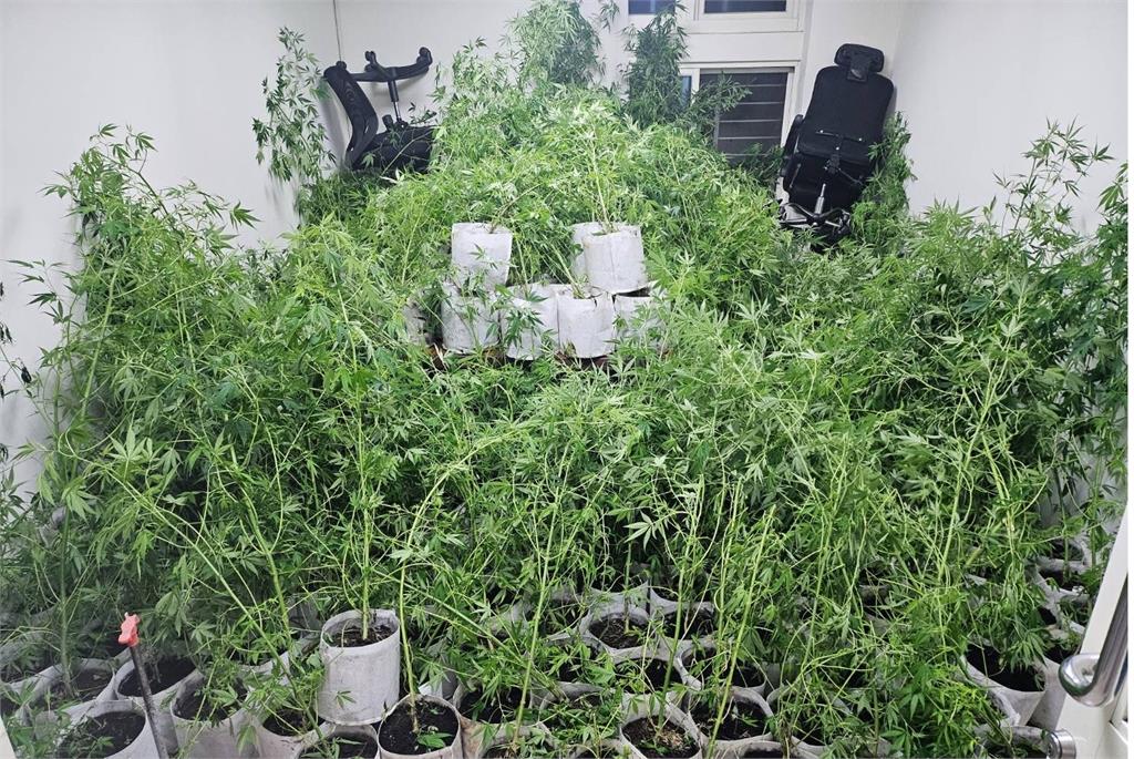 農夫轉型不種西瓜改種大麻　警方查扣442株市值約2億