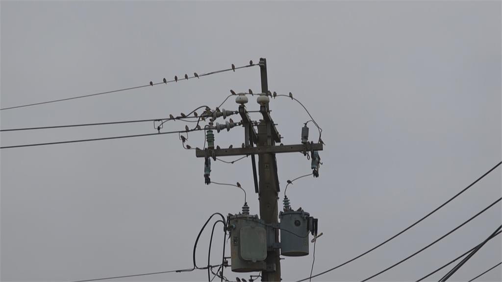 成群麻雀駐足高壓電線上　不怕變「鳥仔巴」？台電這樣說