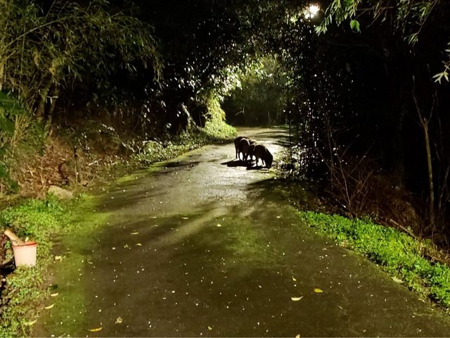 深夜山路巧遇「三隻小豬」在路邊排排站　他PO文求助網示警：快逃！