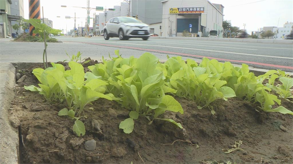 台南人行道綠化帶驚見「開心農場」　民眾笑翻：很有趣