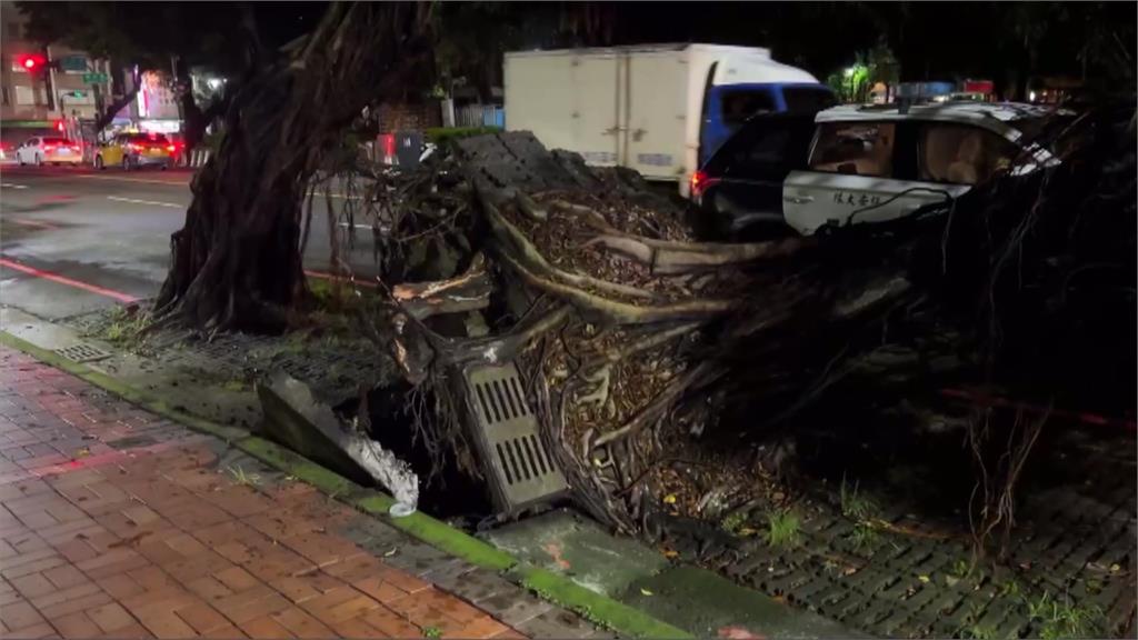 連日大雨！　台中20公尺大樹倒塌　2名巡邏警「樹下清樹枝」遭壓傷