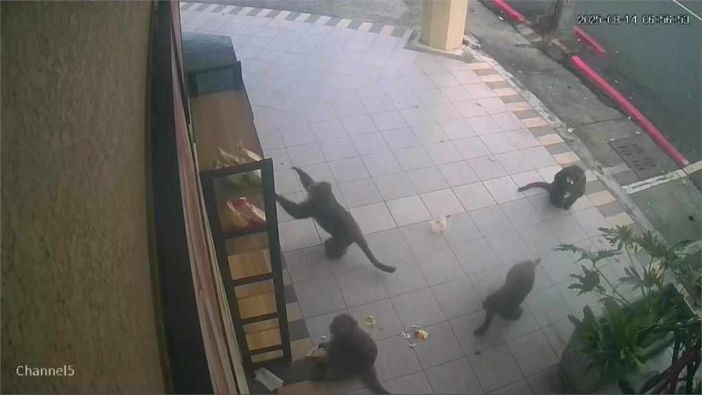 獼猴頻上門光顧「搶劫早餐店」 「翻箱倒櫃」店家超無奈