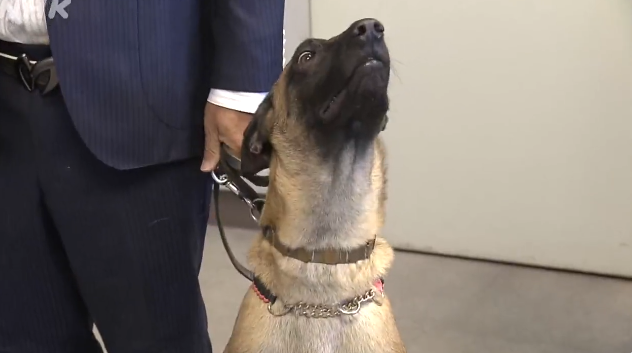 日本「博美警犬出道」不只是吉祥物!超強身手萌翻千萬網友