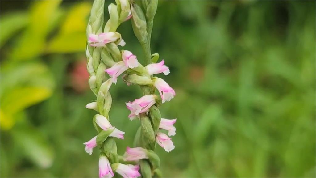 基隆港旁空中花園「清明草」盛開　港務局不壞賞花興致除草喊卡